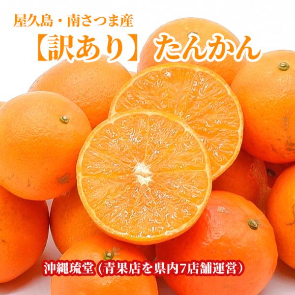 【全国送料無料】屋久島・南さつま産【訳あり】たんかん【柑橘類の王様・爽やかな香りとジューシーな果汁で...