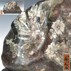 菊花石　根尾谷　特大　 希少 幅５１ｃｍ　重量２７ｋｇ　台付　Ｙ２１３１【趣楽】