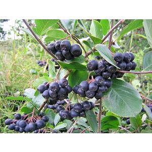 コクワ（サルナシ）500g×1パック 北海道産こくわ 出荷時期：9月