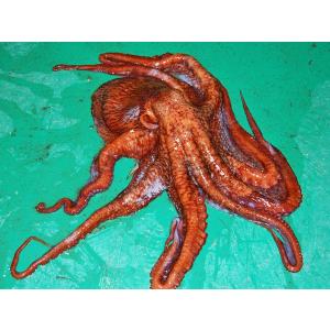 煮たこ足 (700g)×1本 北海道オホーツク...の詳細画像5