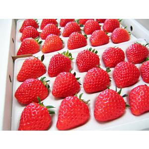 夏いちご 2L-L300g(20〜24粒)×2トレー（計600g）北海道産 夏イチゴ