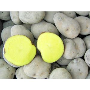 北海道 コクワ（サルナシ） コクワ（サルナシ）500g×1パック 北海道産こくわ 出荷時期：9月