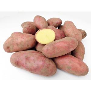 北海道 コクワ（サルナシ） コクワ（サルナシ）500g×1パック 北海道産こくわ 出荷時期：9月