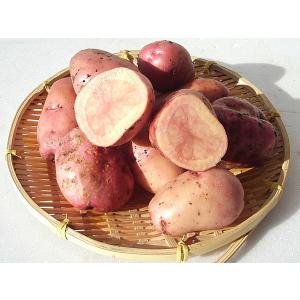 コクワ（サルナシ）500g×1パック 北海道産こくわ 出荷時期：9月
