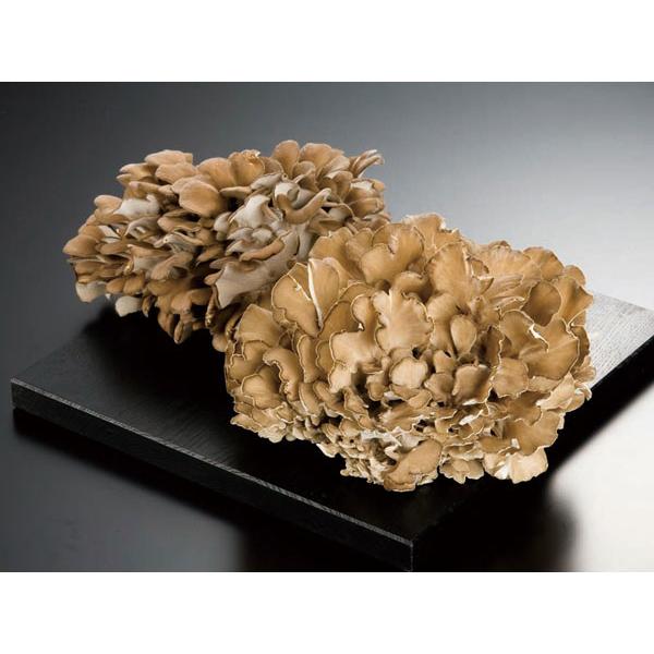 大株 舞茸（マイタケ）1.8〜2Kg (4〜5株) 北海道産 まいたけ