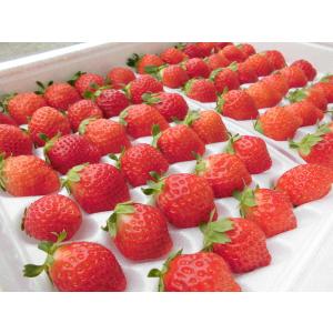 夏いちご Ｍ(300g・30〜36粒）×2トレー（計600g）北海道産 夏イチゴ 出荷期間：7月上旬〜11月上旬