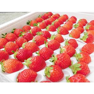 夏いちご M(300g・30〜36粒)×2トレ...の詳細画像1