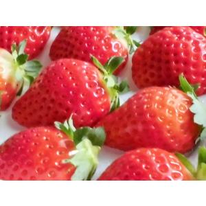 夏いちご M(300g・30〜36粒)×2トレ...の詳細画像2