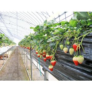 夏いちご M(300g・30〜36粒)×2トレ...の詳細画像3