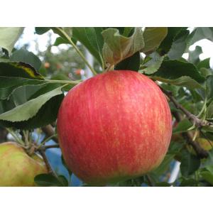 北海道 コクワ（サルナシ） コクワ（サルナシ）500g×1パック 北海道産こくわ 出荷時期：9月