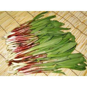 行者ニンニク（天然）1kg 北海道産 出荷時期：4月 : 旬をお取り寄せ
