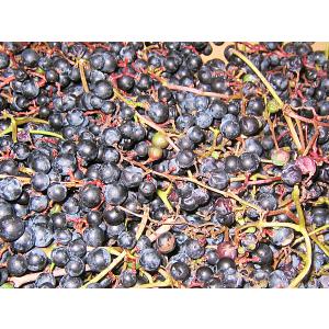 冷蔵）岩手県産山ぶどう【在来系】 加工用約10kg 山葡萄 : ハイネット