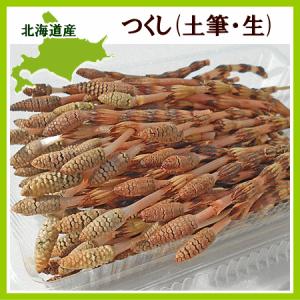 つくし（土筆）100g 北海道産 出荷時期：4〜5月