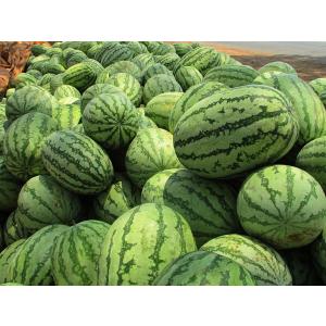送料無料 マダーボール西瓜(秀)2kg×5玉 ...の詳細画像1