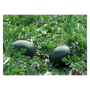 送料無料 でんすけ西瓜(秀5L・10〜11Kg...の詳細画像2