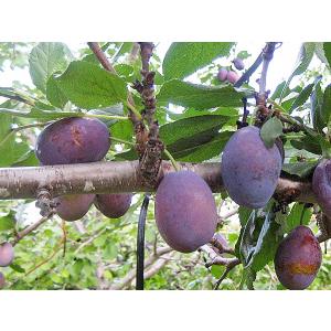 専用◆9月7日発送◆青森県産◆ベイラープルーン◆10kg 9月発送！[食べる健康]りんご農家が育てた旬のプルーン ベイラー：青森