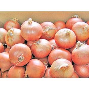 紫玉ねぎ（L〜L大）5Kg 北海道産 赤玉ねぎ レッドオニオン 出荷時期：9