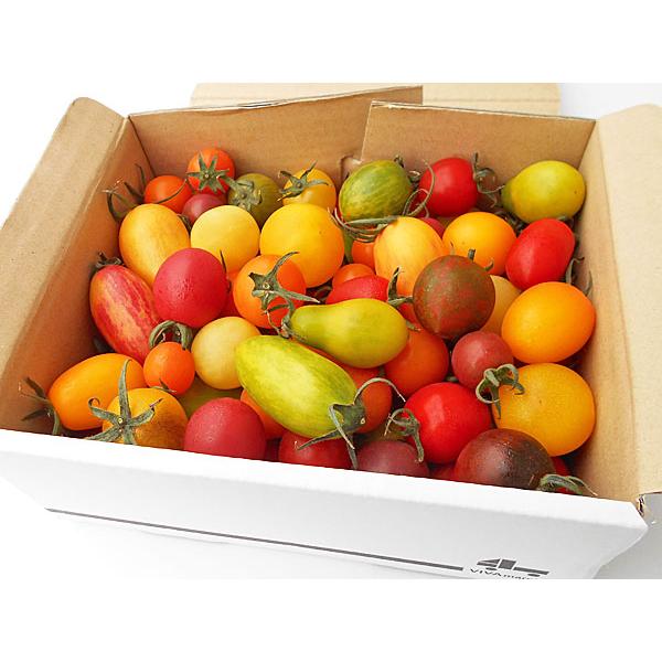 カラフルミニトマト 1Kg （約10種類・70〜80粒程度）北海道剣淵産 出荷時期：7〜9月