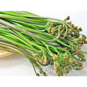 山ワラビ (天然 生 わらび) 2kg 北海道産 蕨 出荷時期：5〜6月 : 旬を