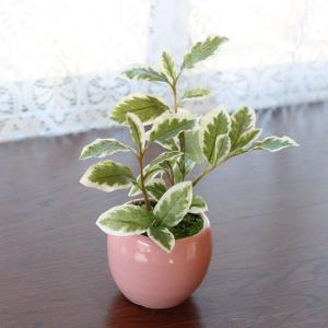 観葉植物 造花 プチグリーンアレンジ ファイカス CT触媒 人工観葉植物 フェイクグリーン mgr