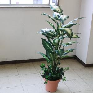 カミーラ 観葉植物の商品一覧 通販 Yahoo ショッピング