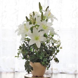 カサブランカ 鉢植え 花 ガーデニング の商品一覧 通販 Yahoo ショッピング