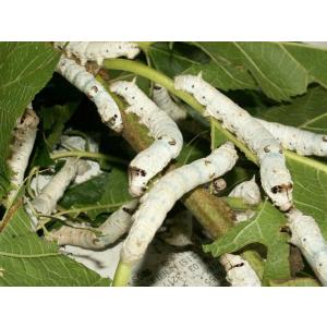 シルクワーム　Ｌサイズ　１０匹　送料385円