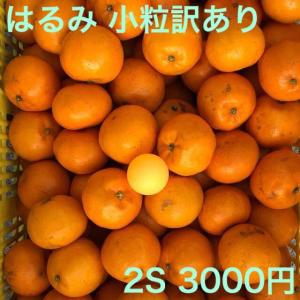 はるみ 小粒訳あり 10kg