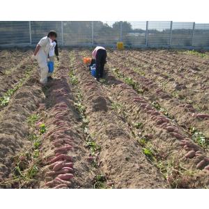 金沢五郎島金時さつまいも コロ中サイズ5kg 1箱の詳細画像5