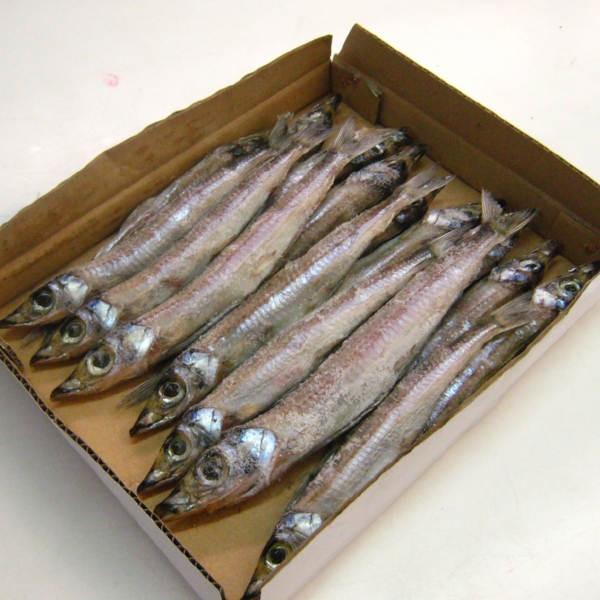 富山名産　にぎすの一夜干し 脂がのって熱々がたまらない