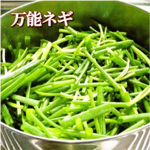 ネギキムチ 葱キムチ ★おまけ付き 博多の万能...の詳細画像2