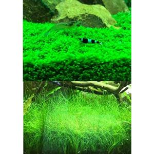 前景水草セット キューバパールグラスとショートヘアグラス