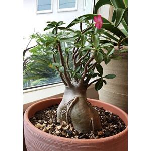 アデニウム 盆栽 苔玉 の商品一覧 花 ガーデニング 通販 Yahoo ショッピング