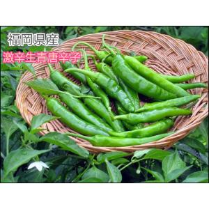 国産 福岡県産 生青唐辛子 激辛唐辛子 300g とうがらし