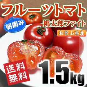 フルーツトマト 朝摘み 桃太郎ファイト 和歌山県産 1.5kg SS〜Sサイズ 秀品 送料無料(北海道、沖縄県除く) トマト とまと 高糖度｜siosaiy