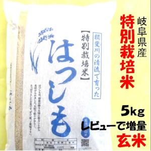 岐阜産ハツシモ　30キロ　精米済 岐阜産ハツシモ 30キロ 精米済