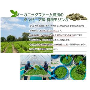 初回限定2袋まで999円 モリンガ サプリ 1...の詳細画像5