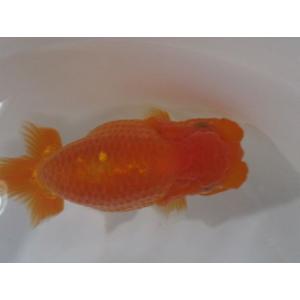 金魚 らんちゅう 大福 熱帯魚 アクアリウム用品 の商品一覧 ペット用品 生き物 通販 Yahoo ショッピング