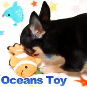 オーシャントイ 海の生き物  ペット 犬 チワワ おもちゃ ぬいぐるみ 音 鳴き笛 人気 噛む