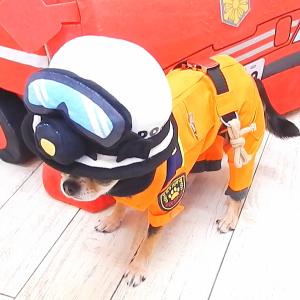 犬用ヘルメット 犬の大きさ 超小型 の商品一覧 通販 Yahoo ショッピング