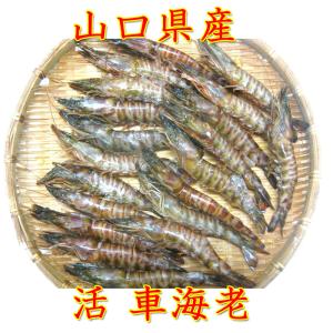 車海老 活 産地直送 活き活き 車えび 500g 尾前後 送料無料 御歳暮 御祝 御年賀 エビ 海老 Ke 02 海産物 スカイ ブルー 通販 Yahoo ショッピング