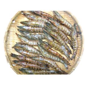 冷凍の車えび 300ｇ 15から18尾前　　＊北海道・東北・沖縄県除く