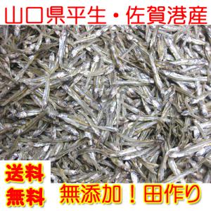 山口県産 田作り １５０ｇ ネコポス便限定