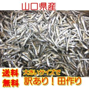 訳あり 山口県産 田作り 150ｇ ネコポス便 限定