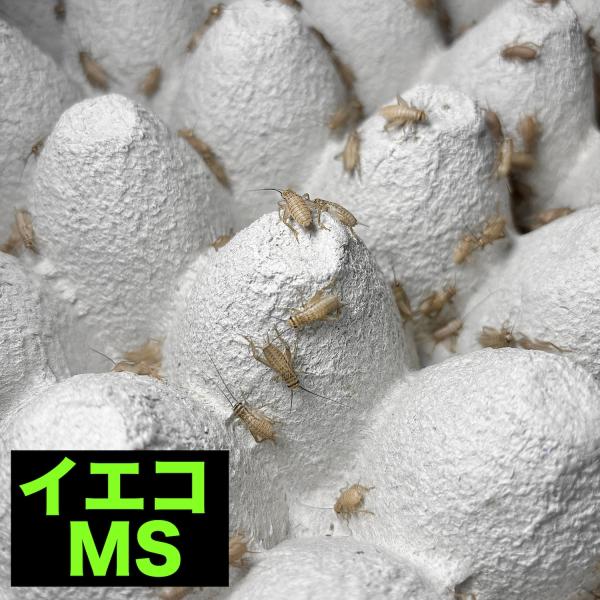 (イエコ MS 50匹) コオロギ 生き餌 活餌 活きエサ ph SSサイズ S M ML L カナ...