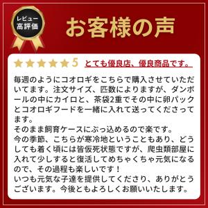 (イエコ SS 100匹) コオロギ 餌 SS...の詳細画像1