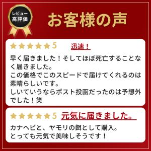 (イエコ SS 100匹) コオロギ 餌 SS...の詳細画像3