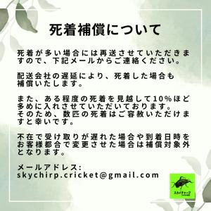(イエコ SS 100匹) コオロギ 餌 SS...の詳細画像4