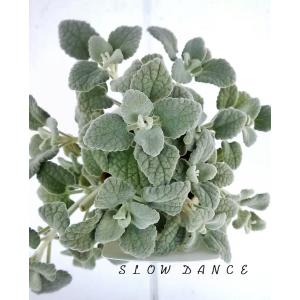バロータ キャンディア/2.5号ポット シソ科バロータ属｜slowdance-pro