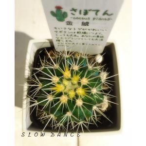 サボテン 金鯱/3号角鉢 サボテン科エキノカクタス属 多肉植物｜slowdance-pro